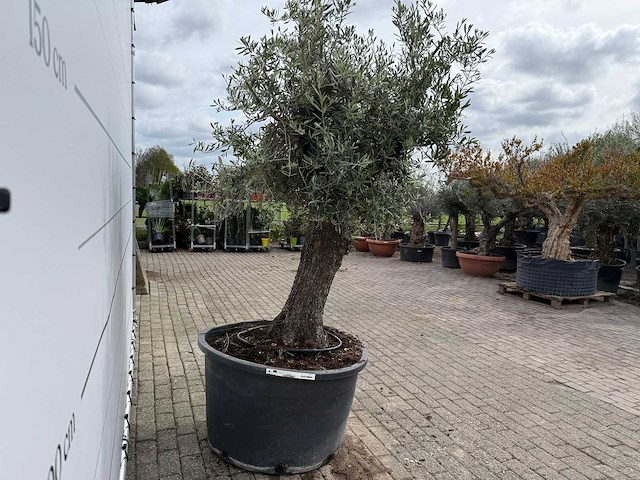 Olijfboom old trunk - olea europaea - ca. 75 jaar oud - hoogte ca. 250 cm - afbeelding 7 van  8