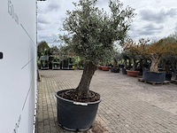 Olijfboom old trunk - olea europaea - ca. 75 jaar oud - hoogte ca. 250 cm - afbeelding 7 van  8
