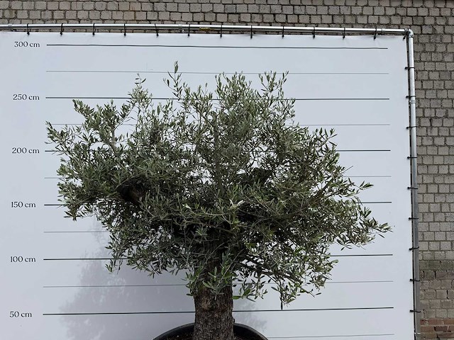 Olijfboom old trunk - olea europaea - ca. 75 jaar oud - hoogte ca. 250 cm - afbeelding 8 van  8