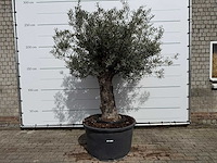 Olijfboom old trunk - olea europaea - ca. 75 jaar oud - hoogte ca. 250 cm - afbeelding 1 van  8