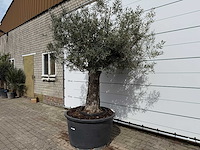 Olijfboom old trunk - olea europaea - ca. 75 jaar oud - hoogte ca. 250 cm - afbeelding 2 van  8
