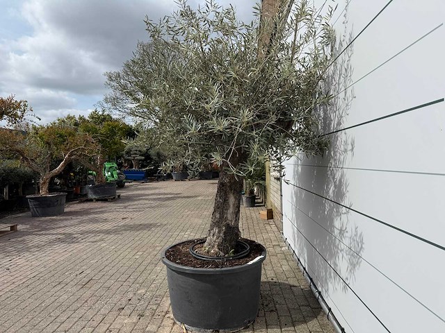 Olijfboom old trunk - olea europaea - ca. 75 jaar oud - hoogte ca. 250 cm - afbeelding 3 van  8