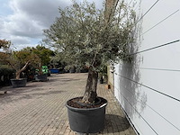 Olijfboom old trunk - olea europaea - ca. 75 jaar oud - hoogte ca. 250 cm - afbeelding 3 van  8