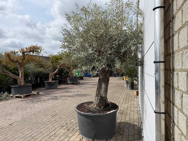 Olijfboom old trunk - olea europaea - ca. 75 jaar oud - hoogte ca. 250 cm - afbeelding 4 van  8