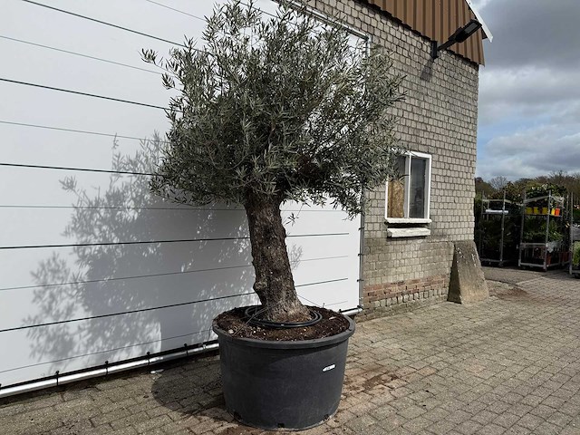 Olijfboom old trunk - olea europaea - ca. 75 jaar oud - hoogte ca. 250 cm - afbeelding 5 van  8