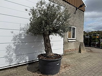 Olijfboom old trunk - olea europaea - ca. 75 jaar oud - hoogte ca. 250 cm - afbeelding 5 van  8
