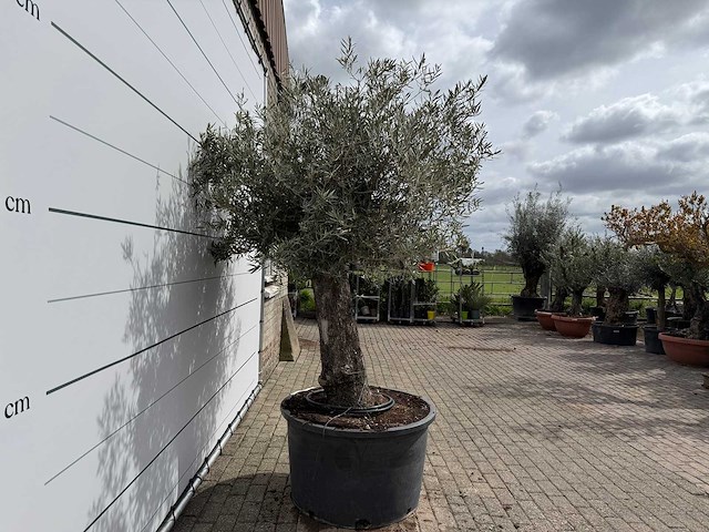 Olijfboom old trunk - olea europaea - ca. 75 jaar oud - hoogte ca. 250 cm - afbeelding 6 van  8