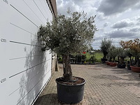 Olijfboom old trunk - olea europaea - ca. 75 jaar oud - hoogte ca. 250 cm - afbeelding 6 van  8