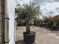 Olijfboom old trunk - olea europaea - ca. 75 jaar oud - hoogte ca. 250 cm - afbeelding 7 van  8