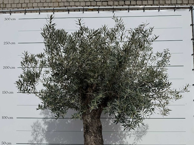 Olijfboom old trunk - olea europaea - ca. 75 jaar oud - hoogte ca. 250 cm - afbeelding 8 van  8
