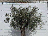 Olijfboom old trunk - olea europaea - ca. 75 jaar oud - hoogte ca. 250 cm - afbeelding 8 van  8