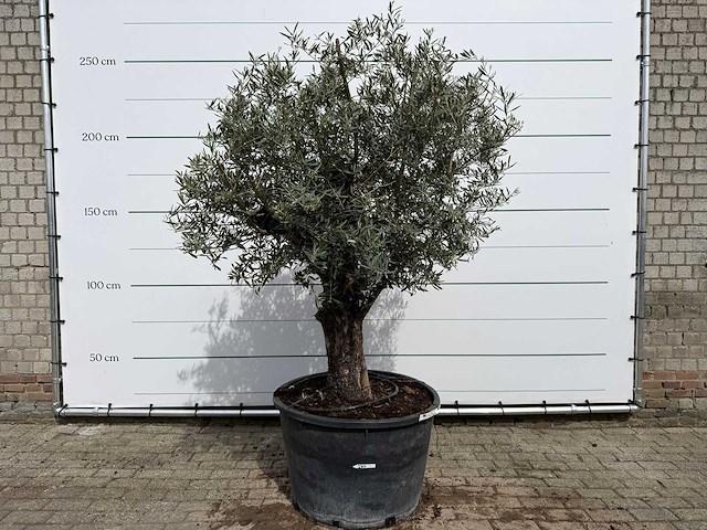 Olijfboom old trunk - olea europaea - ca. 75 jaar oud - hoogte ca. 250 cm - afbeelding 1 van  7