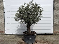 Olijfboom old trunk - olea europaea - ca. 75 jaar oud - hoogte ca. 250 cm - afbeelding 1 van  7