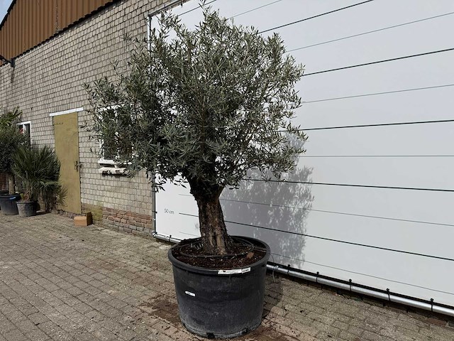 Olijfboom old trunk - olea europaea - ca. 75 jaar oud - hoogte ca. 250 cm - afbeelding 2 van  7