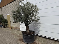 Olijfboom old trunk - olea europaea - ca. 75 jaar oud - hoogte ca. 250 cm - afbeelding 2 van  7