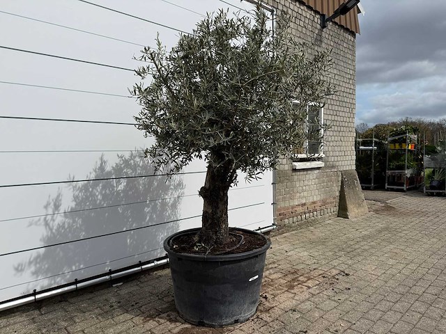 Olijfboom old trunk - olea europaea - ca. 75 jaar oud - hoogte ca. 250 cm - afbeelding 3 van  7
