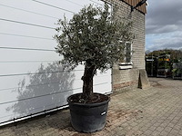 Olijfboom old trunk - olea europaea - ca. 75 jaar oud - hoogte ca. 250 cm - afbeelding 3 van  7