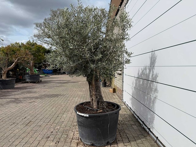 Olijfboom old trunk - olea europaea - ca. 75 jaar oud - hoogte ca. 250 cm - afbeelding 4 van  7