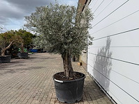 Olijfboom old trunk - olea europaea - ca. 75 jaar oud - hoogte ca. 250 cm - afbeelding 4 van  7