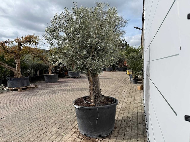 Olijfboom old trunk - olea europaea - ca. 75 jaar oud - hoogte ca. 250 cm - afbeelding 5 van  7