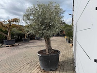 Olijfboom old trunk - olea europaea - ca. 75 jaar oud - hoogte ca. 250 cm - afbeelding 5 van  7