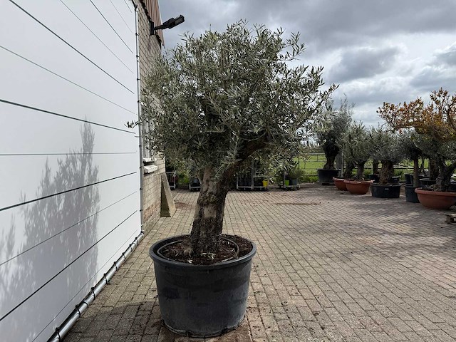 Olijfboom old trunk - olea europaea - ca. 75 jaar oud - hoogte ca. 250 cm - afbeelding 6 van  7