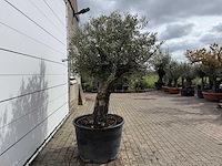 Olijfboom old trunk - olea europaea - ca. 75 jaar oud - hoogte ca. 250 cm - afbeelding 6 van  7