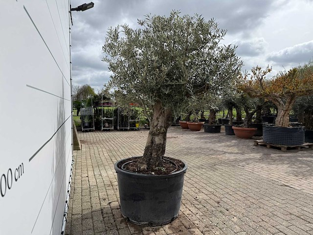 Olijfboom old trunk - olea europaea - ca. 75 jaar oud - hoogte ca. 250 cm - afbeelding 7 van  7