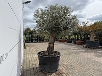Olijfboom old trunk - olea europaea - ca. 75 jaar oud - hoogte ca. 250 cm - afbeelding 7 van  7