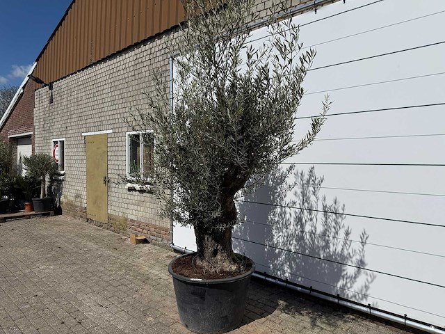 Olijfboom old trunk - olea europaea - ca. 75 jaar oud - hoogte ca. 250 cm - afbeelding 1 van  7