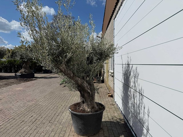Olijfboom old trunk - olea europaea - ca. 75 jaar oud - hoogte ca. 250 cm - afbeelding 2 van  7