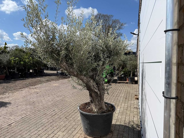 Olijfboom old trunk - olea europaea - ca. 75 jaar oud - hoogte ca. 250 cm - afbeelding 3 van  7