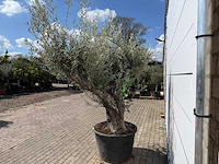 Olijfboom old trunk - olea europaea - ca. 75 jaar oud - hoogte ca. 250 cm - afbeelding 3 van  7
