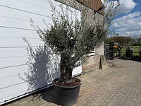 Olijfboom old trunk - olea europaea - ca. 75 jaar oud - hoogte ca. 250 cm - afbeelding 4 van  7