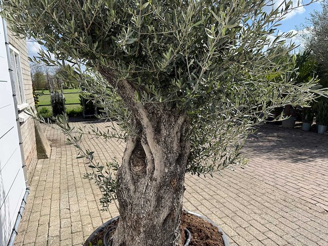 Olijfboom old trunk - olea europaea - ca. 75 jaar oud - hoogte ca. 250 cm - afbeelding 6 van  7