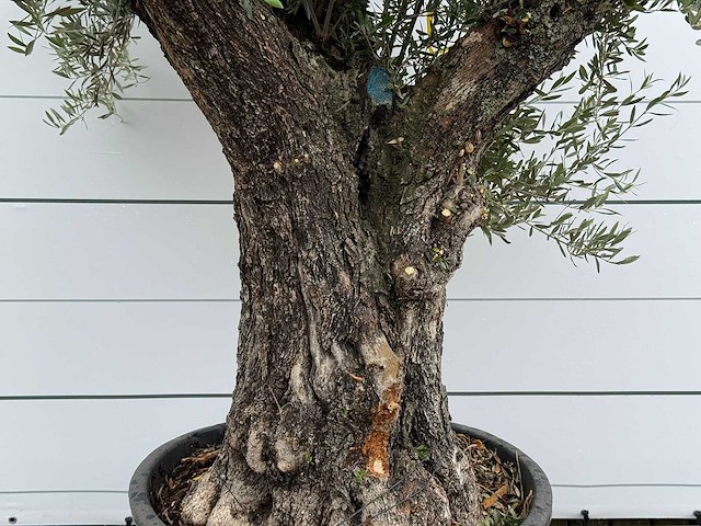 Olijfboom old trunk - olea europaea - ca. 75 jaar oud - hoogte ca. 250 cm - afbeelding 1 van  1