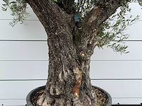Olijfboom old trunk - olea europaea - ca. 75 jaar oud - hoogte ca. 250 cm - afbeelding 1 van  1