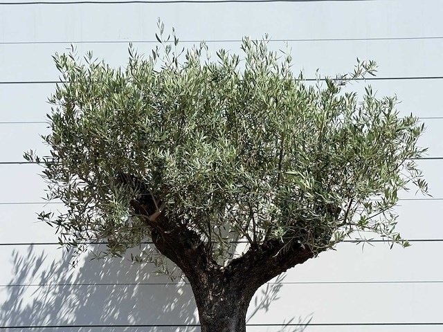 Olijfboom old trunk - olea europaea - ca. 75 jaar oud - hoogte ca. 250 cm - afbeelding 1 van  1