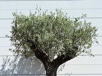 Olijfboom old trunk - olea europaea - ca. 75 jaar oud - hoogte ca. 250 cm - afbeelding 1 van  1