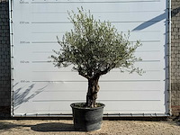 Olijfboom old trunk - olea europaea - ca. 75 jaar oud - hoogte ca. 250 cm