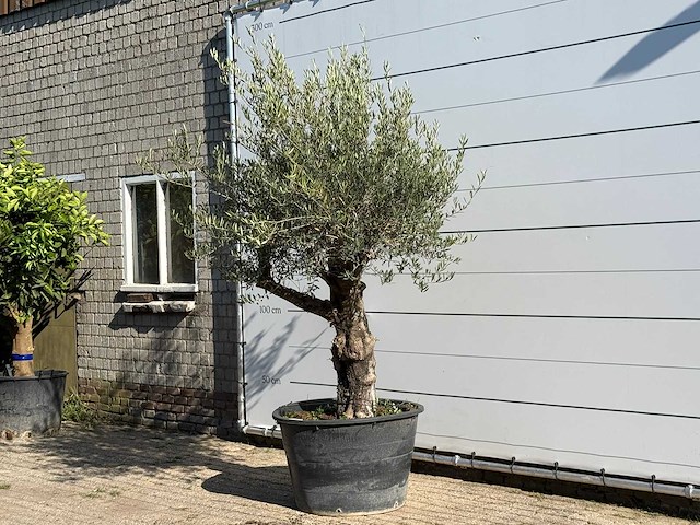 Olijfboom old trunk - olea europaea - ca. 75 jaar oud - hoogte ca. 250 cm - afbeelding 2 van  5