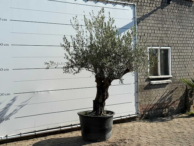 Olijfboom old trunk - olea europaea - ca. 75 jaar oud - hoogte ca. 250 cm - afbeelding 3 van  5