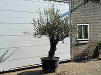 Olijfboom old trunk - olea europaea - ca. 75 jaar oud - hoogte ca. 250 cm - afbeelding 3 van  5