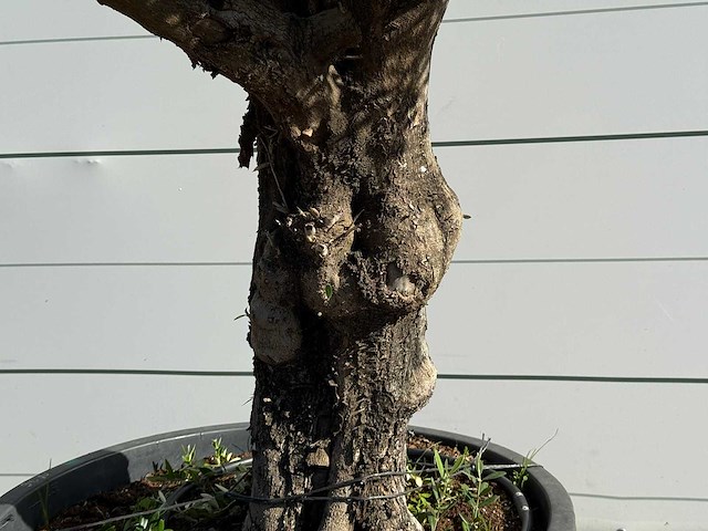 Olijfboom old trunk - olea europaea - ca. 75 jaar oud - hoogte ca. 250 cm - afbeelding 4 van  5