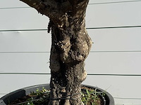 Olijfboom old trunk - olea europaea - ca. 75 jaar oud - hoogte ca. 250 cm - afbeelding 4 van  5