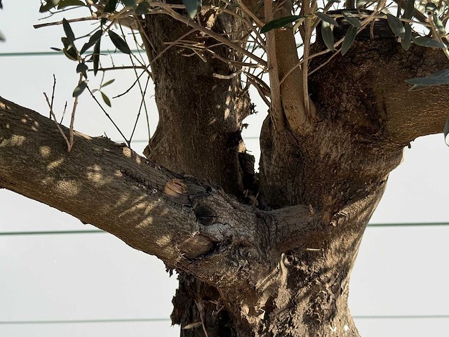 Olijfboom old trunk - olea europaea - ca. 75 jaar oud - hoogte ca. 250 cm - afbeelding 5 van  5