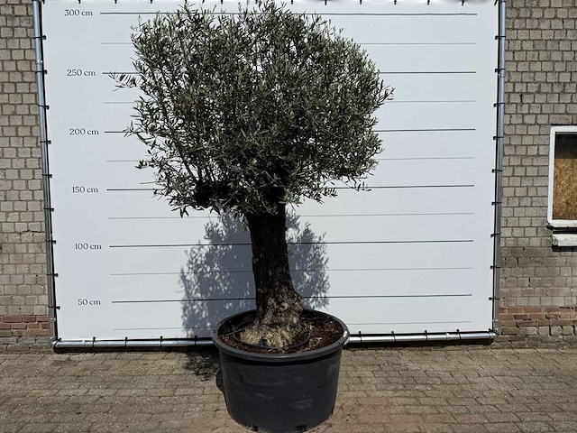 Olijfboom old trunk - olea europaea - ca. 75 jaar oud - hoogte ca. 260 cm - afbeelding 1 van  8