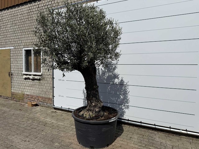Olijfboom old trunk - olea europaea - ca. 75 jaar oud - hoogte ca. 260 cm - afbeelding 2 van  8