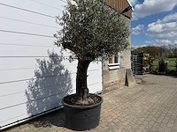 Olijfboom old trunk - olea europaea - ca. 75 jaar oud - hoogte ca. 260 cm - afbeelding 4 van  8