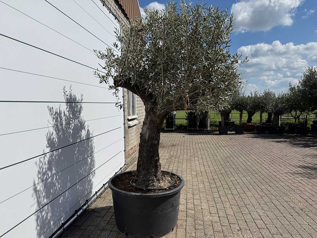 Olijfboom old trunk - olea europaea - ca. 75 jaar oud - hoogte ca. 260 cm - afbeelding 5 van  8